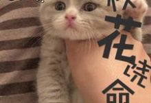 校花饶命小说的免费电子版在哪里可以下载或阅读?-乐读文学